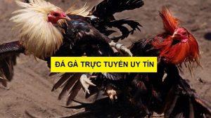 đá gà trực tiếp